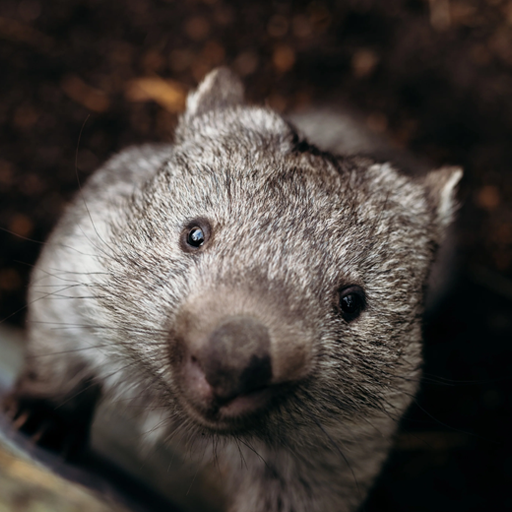 Greeting Card - Bonorong Wildlife Sanctuary - Wombat