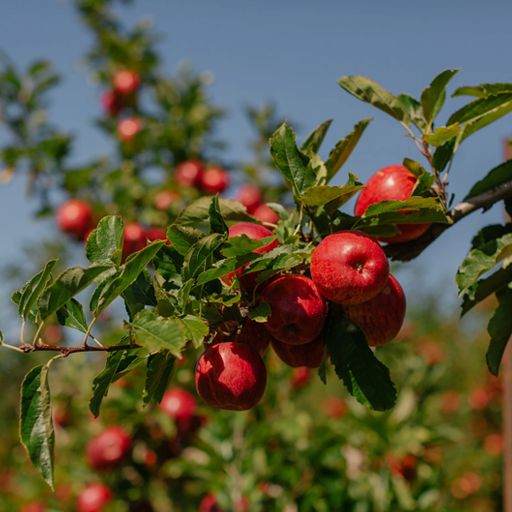 Greeting Card - Tasmanian Apple Orchard