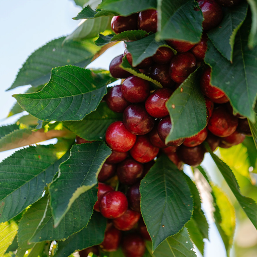 Greeting Card - Tasmanian Cherry Orchard