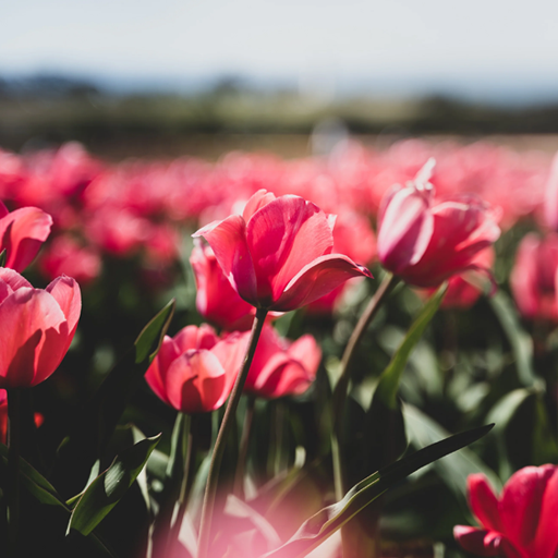 Greeting Card - Tasmanian Tulip Farm