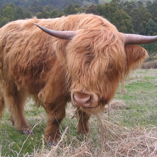 Greeting Card - Hamish the bull