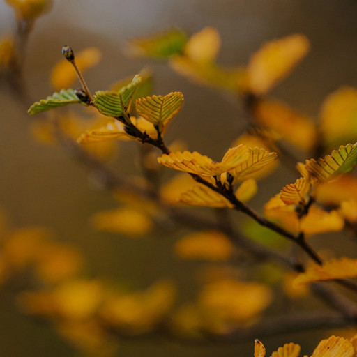 Greeting Card - Cradle Mountain Fagus